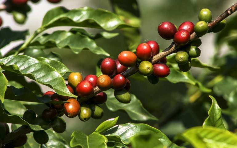 Where do coffee beans come from?