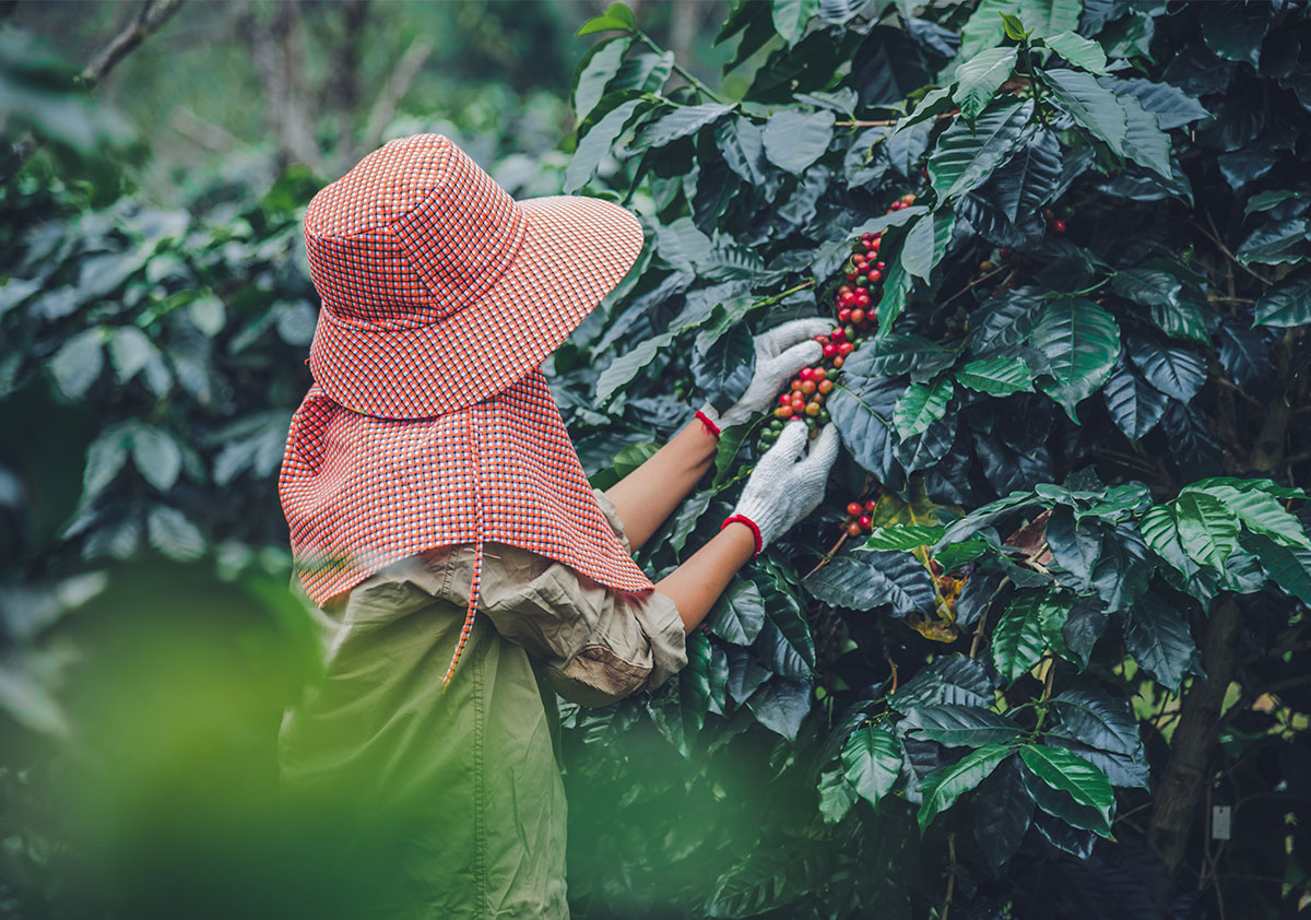 Vietnamese coffee plantation