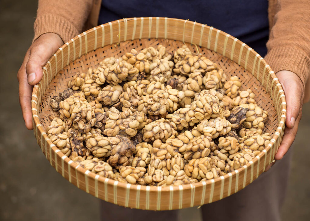 Woman holding a tray of civet cat poo containing digested coffee beans. Once roasted, the coffee - known as Kopi Luwak - fetches very high prices