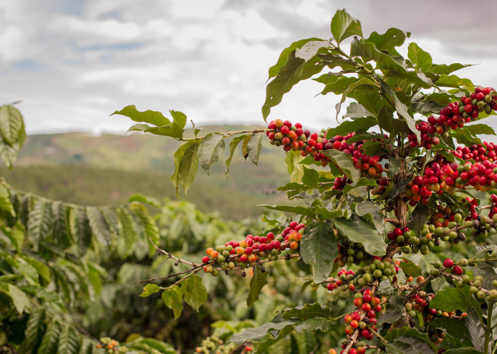 Coffee cup. Coffee. Ice coffee. Coffee beans background. Sun shining over Coffee garden. Dalat, Vietnam.